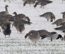Berneška tmavá, berneška bělolící / Brent Goose, Barnacle Goose, Drnholec, 27 Dec 2021, © J. Studecký