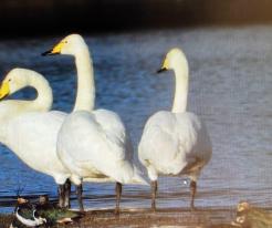 Labutě zpěvné, Jemnice, o. TC, Plzeňský kraj, 24. 2. 2026 / Whooper swans, Jemnice, distr. Tachov © Z. Mára
