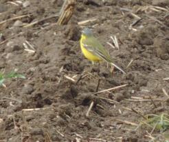 Konipas luční / Yellow Wagtail, Zbůch, Apr 19th 2020
