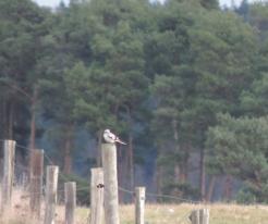 Ťuhýk šedý / Great Grey Shrike, Dec 24th 2020, Prostiboř, Tachov district