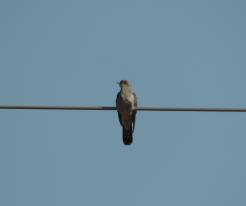 Kukačka obecná / Cuckoo, Zbůch, rybník (pond) Odval, May 17th 2020
