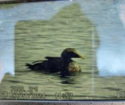 Kajka mořská, Eider, jezero (lake) Milada, Ústí nad Labem, 27 Jan 2024