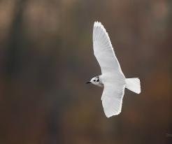 Racek malý / Little Gull, Tovačov, Nov 16th 2021 © T. Grim