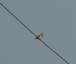 Skřivan lesní / Wood Lark, Milevo, Apr 10th 2020