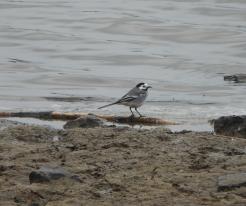 Konipas bílý / Pied Wagtail, Přehýšov, Apr 17th 2021, © Ivet Havlíčková