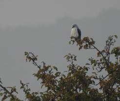 Luněc šedý / Black-shouldered Hawk, Chotěšov, Pilsen south district, 12th September 2021