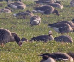 Husa malá / Lesser white-fronted goose, Pasohlávky, Distr. Břeclav, Dec 29th 2022, © J. Studecký