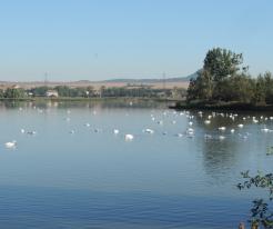 Lenešice pond