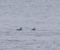 Turpan černý / Common Scoter, Dolní Věstonice, 27 Dec 2021, © J. Studecký