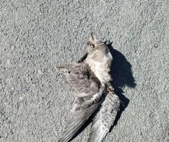 Chaluha malá Stercorarius longicaudus, Chotěšov, 19. 8. 2025 /Long-tailed Jaeger, Chotěšov, 19 Aug 2025 © J. Prokop