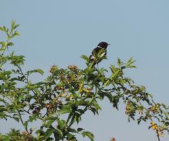 Adultní samec bramborníčka černohlavého / Adult male of Stonechat, Zbůch, Jun 28th 2020