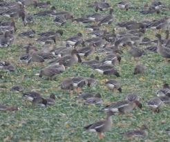 Severské husy / Nordic geese, Všeboř, district Cheb, Dec 28th 2020