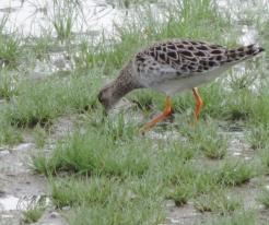 Jespák bojovný / Ruff, Křakov, Apr 24 th 2020