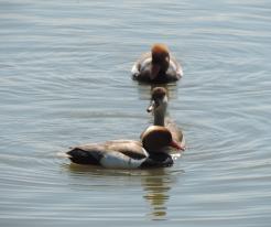 Zrzohlávky rudozobé / Red-crested Pochards, Starohaklovský pond, May 19th 2020