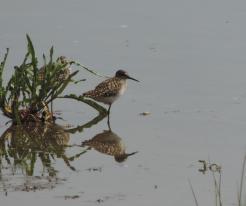 Vodouš bahenní / Wood Sandpiper, Ves Touškov, May 9th 2020