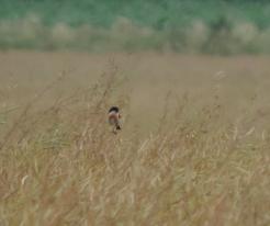 Samec bramb. černohlavého / Stonechat male, Dřenice, Cheb district, Jul 15th 2020