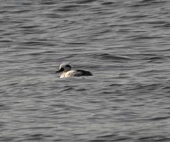 Morčák malý / Smew, Hamuliakvo, Dec 28th 2022 © P. Růžek