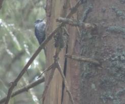 Datlík tříprstý / Tree-toed Woodpecker, Horská Kvilda-Zhůří, Apr 15th 2020