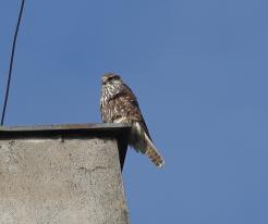 Raroh velký / Saker, Šakvice, distr. Břeclav, Dec 29th 2022 © P. Růžek