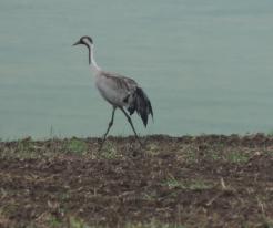 Jeřáb popelavý / Crane, Zbůch, Apr 19th 2020