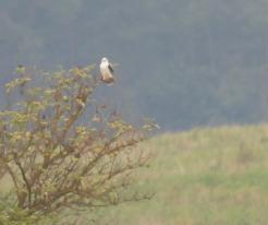 Luněc šedý / Black-shouldered Hawk, Chotěšov, Pilsen south district, 11th September 2021