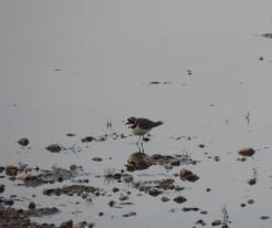 Kulík říční / Little Ringed Plover, Křakov, Apr 18th 2020