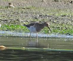 Jespák skvrnitý Pectoral Sandpiper, 31 Aug 2023, Tisová, Tachov distr., © P. Kašpar
