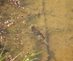 Kuňka žlutobřichá / Yellow-bellied Toad, Dobřany, Šlovický vrch, May 27th 2021