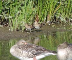 Bekasina otavní / Snipe, Drachensee, Aug 27th 2020