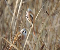 Sýkořice vousatá / Bearded Reedling, Tisová, Borský pond, Nov 18th 2020
