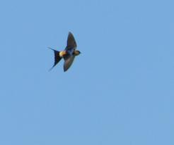 Vlaštovka skalní / Red-rumped Swallow, Apr 27th 2021, Plzeň, přehrada České údolí © L. Votrubcová