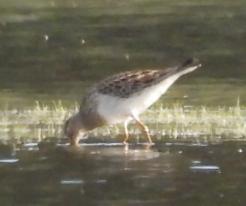 Jespák skvrnitý Pectoral Sandpiper, 31 Aug 2023, Tisová, Tachov distr., © P. Kašpar