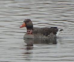 Husa velká / Greylag Goose, Zbůch, Apr 17th 2021, © Ivet Havlíčková