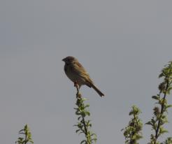 Zpívající strnad luční / Singing Corn Bunting, Racov, Apr 18th 2020