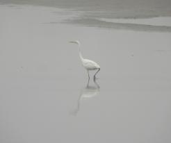 Volavka bílá / Great White Egret, Jivjanský rybník pond, Nov 28th 2020, © Ivet H.