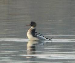Morčák prostřední / Red-breasted Merganser, Velký Bolevecký pond, Plzeň, Nov 22nd 2020, © Lucka V.