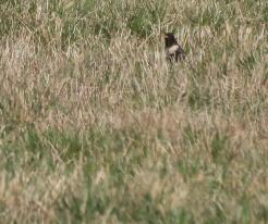 Kos horský / Ring Ouzel, Prostiboř, Tachov district, Apr 3rd 2021