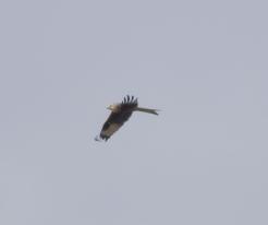 Luňák červený / Red Kite, NR Nový pond, Líně, Nov 22nd 2020, © Pavel Růžek