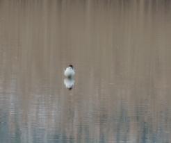 Tenkozobec opačný / Avocet, Křakov, Apr 18th 2020