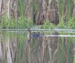 Kormorán malý / Pygmy Cormorant, Aug 5th 2021, Bubovice, district Příbram