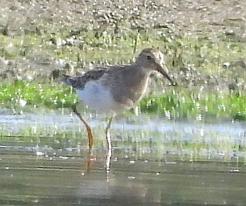 Jespák skvrnitý Pectoral Sandpiper, 31 Aug 2023, Tisová, Tachov distr., © P. Kašpar