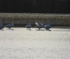 Labutě zpěvné, Jemnice, o. TC, Plzeňský kraj, 24. 2. 2026 / Whooper swans, Jemnice, distr. Tachov © L. Schröpfer