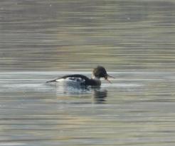 Morčák prostřední / Red-breasted Merganser, Velký Bolevecký pond, Plzeň, Nov 22nd 2020, © Lucka V.