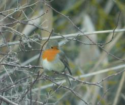 Červenka obecná / Eurasian Robin, Staré Sedlo, Tachov district, Dec 5th 2020, © L. Votrubcová