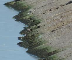 Jespák rezavý / Knot, Nechranice dam, Sep 9th 2020