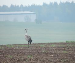 Jeřáb popelavý / Crane, Zbůch, Apr 19th 2020