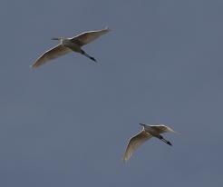 Volavky bílé / White Egrets, Hamuliakovo, Dec 28 th 2022 © P. Růžek