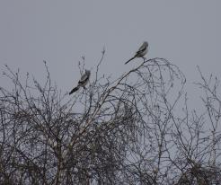 Ťuhýk šedý / Great Grey Shrike, Horšov, game reserve, Feb 28th 2021
