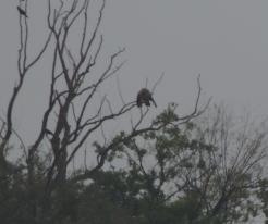 Orel královský / Imperial Eagle, Sep 24th 2020, Kojetín, Moravia