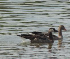 Hybrid husa velká x berneška velká / Hybrid Greylag Goose x Canada Goose, Drachensee, Sep 4th 2020